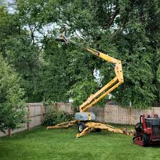 Leaf Removal in Bayview, CA