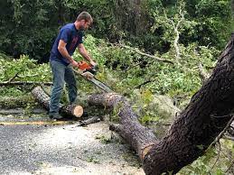 How Our Tree Care Process Works  in  Bayview, CA