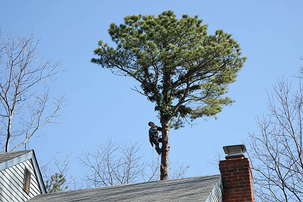 Bayview, CA Tree Services Company